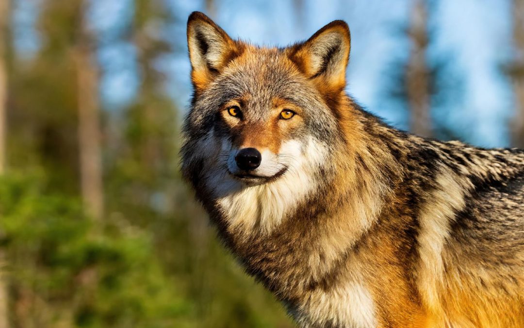 La représentation du loup dans la Littérature de Jeunesse